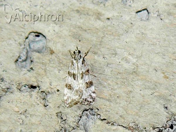 Scythropia crataegella