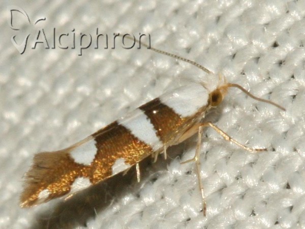 Argyresthia brockeella