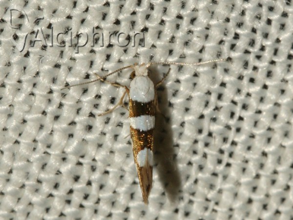 Argyresthia brockeella