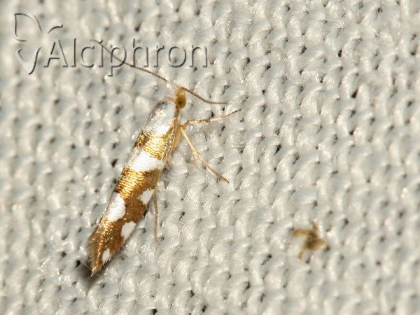 Argyresthia brockeella