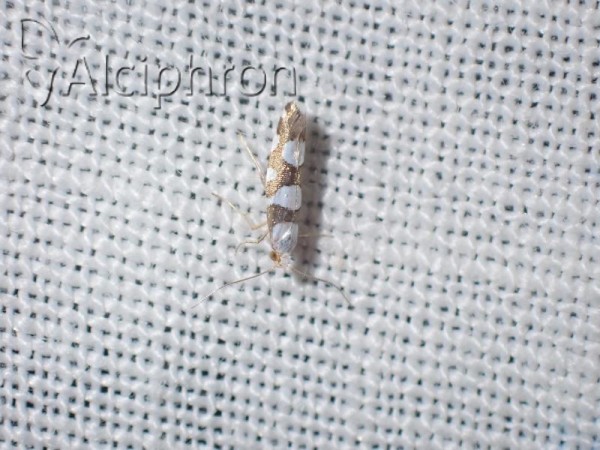Argyresthia brockeella