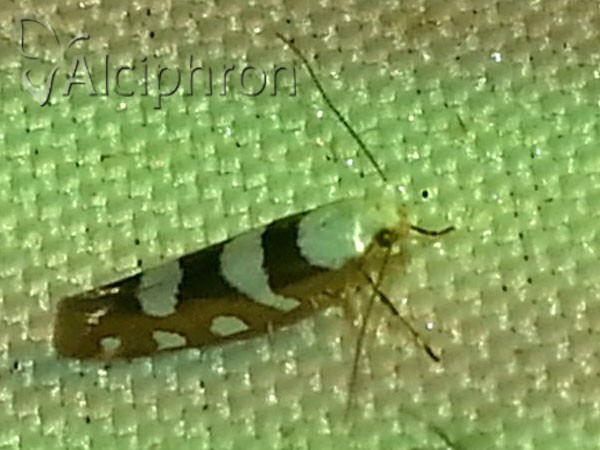 Argyresthia brockeella