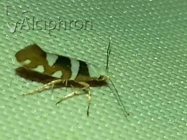 Argyresthia brockeella