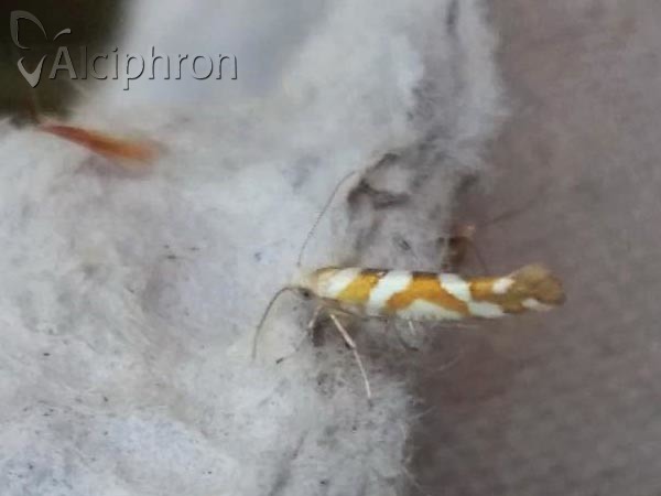 Argyresthia goedartella