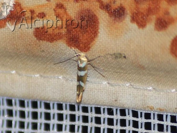 Argyresthia goedartella