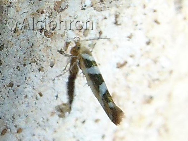 Argyresthia goedartella