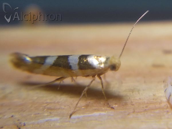 Argyresthia goedartella