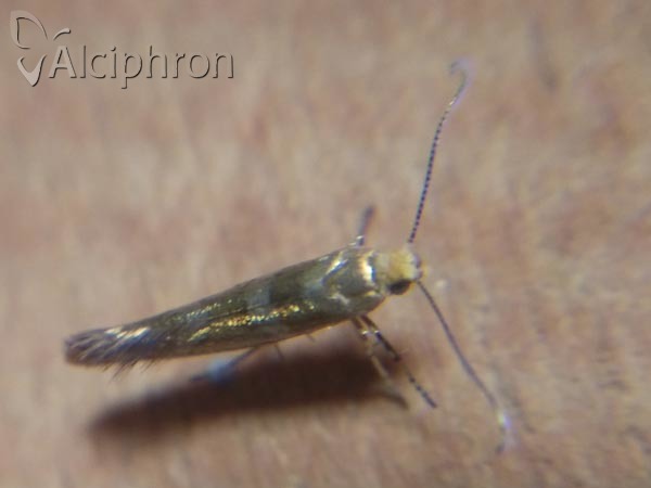Argyresthia goedartella