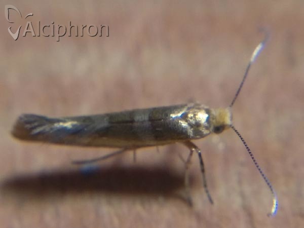 Argyresthia goedartella