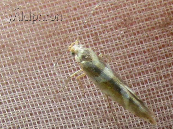 Argyresthia goedartella