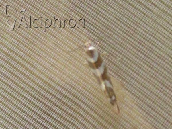 Argyresthia goedartella