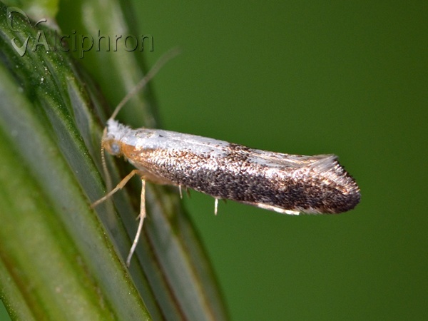 Argyresthia spinosella