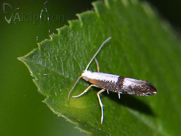 Argyresthia spinosella