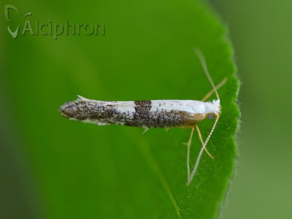 Argyresthia spinosella