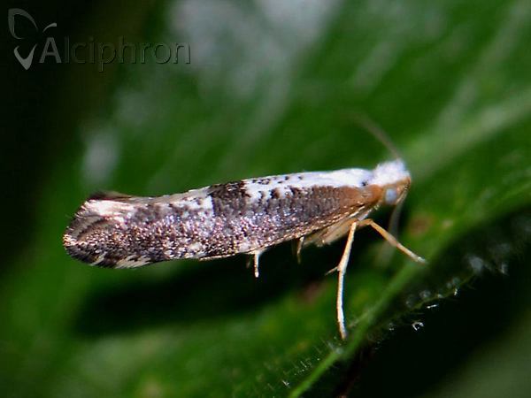 Argyresthia spinosella