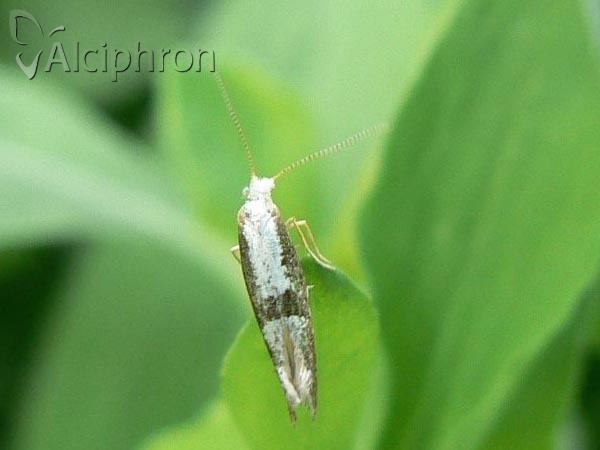 Argyresthia spinosella