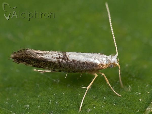 Argyresthia spinosella
