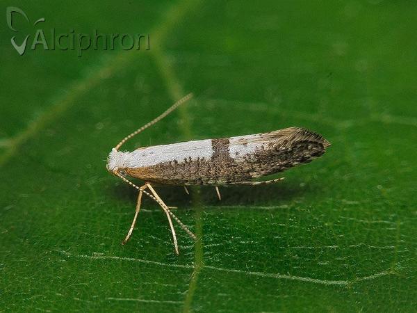 Argyresthia spinosella