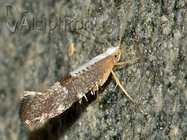 Argyresthia spinosella
