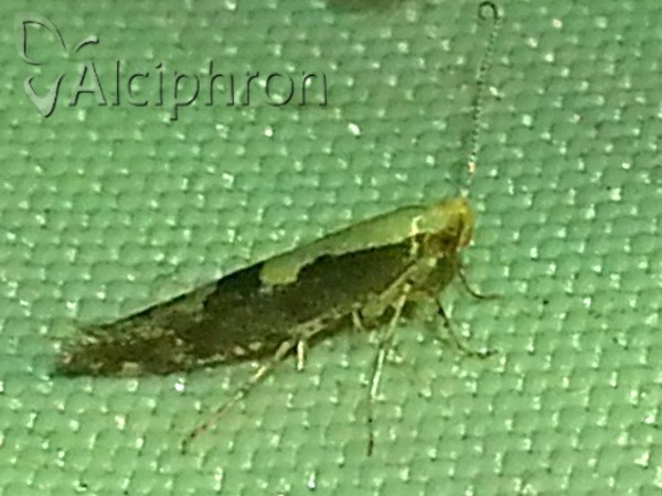 Argyresthia conjugella