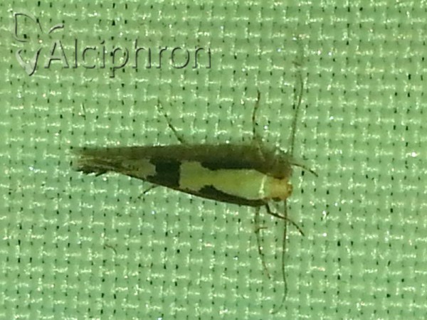 Argyresthia conjugella