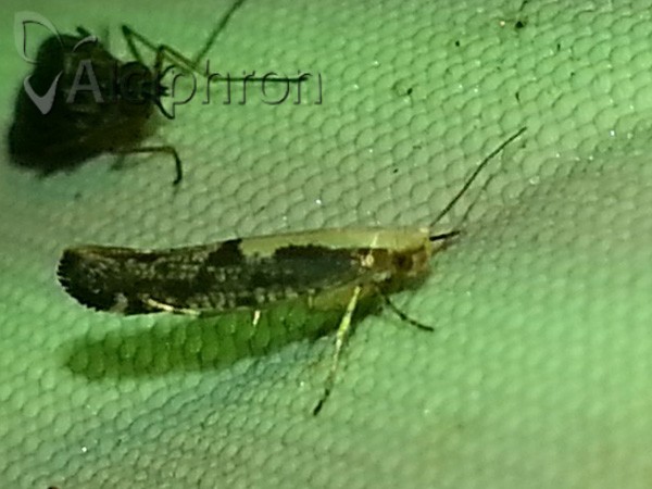 Argyresthia conjugella