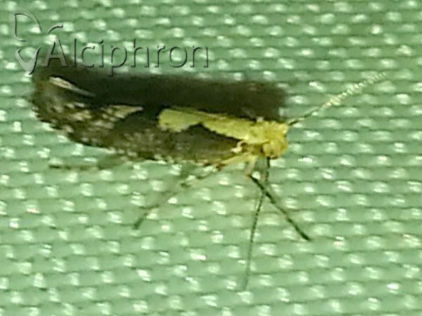 Argyresthia conjugella