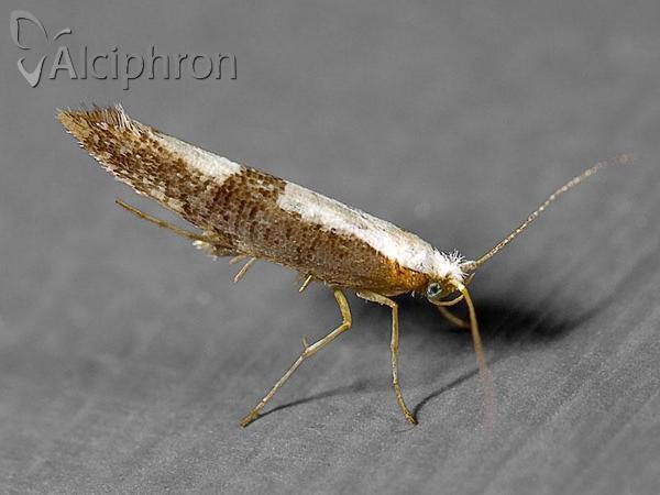 Argyresthia semifusca