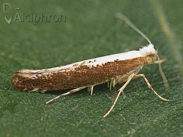 Argyresthia semifusca