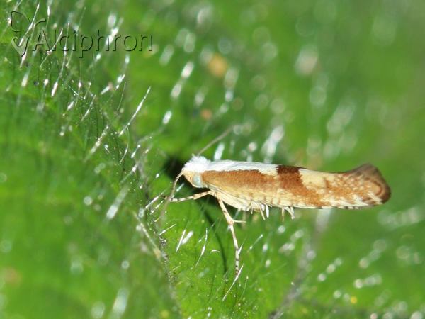Argyresthia pruniella