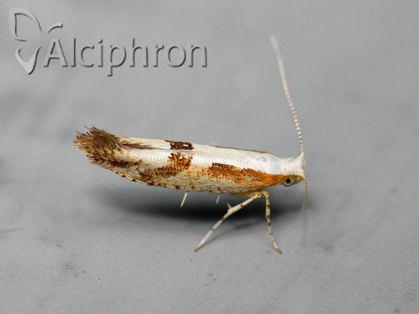 Argyresthia pruniella
