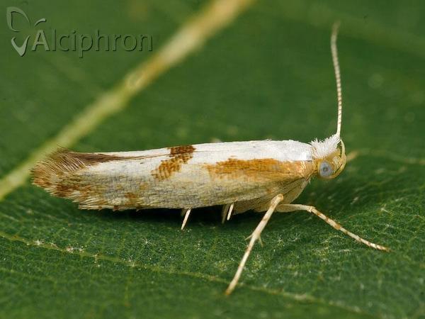 Argyresthia pruniella