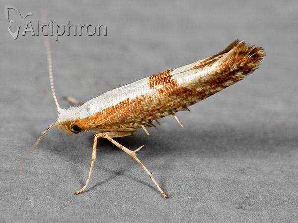 Argyresthia pruniella