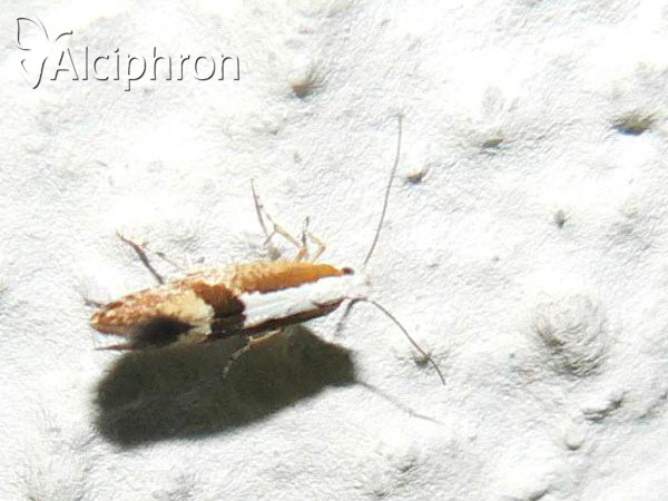 Argyresthia pruniella
