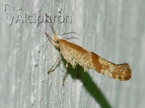 Argyresthia pruniella