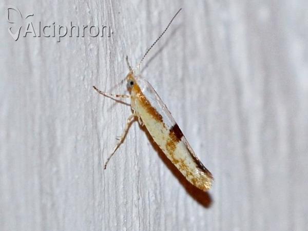 Argyresthia pruniella