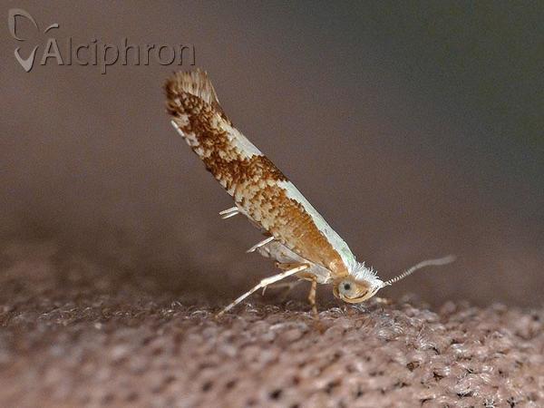 Argyresthia pruniella
