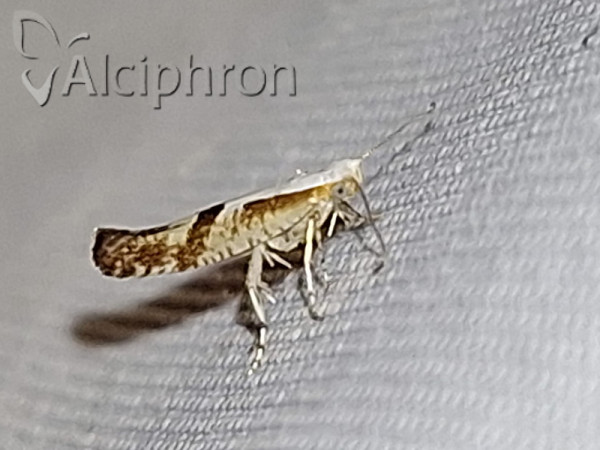 Argyresthia bonnetella