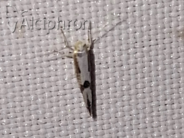 Argyresthia bonnetella