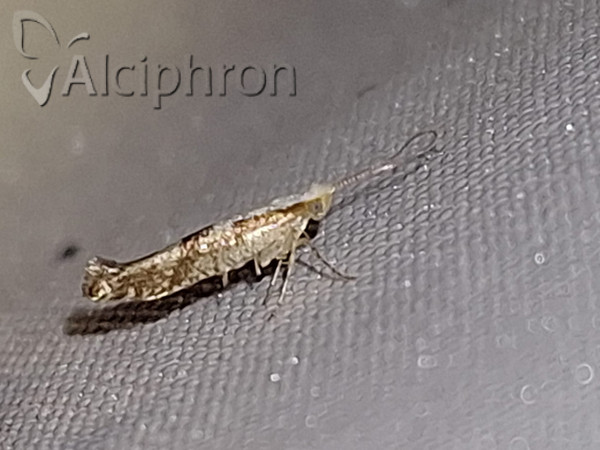 Argyresthia bonnetella