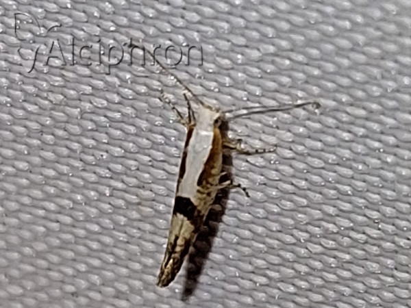 Argyresthia bonnetella