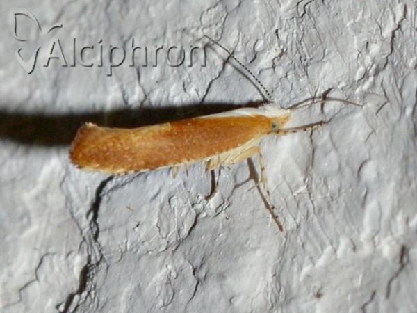 Argyresthia albistria