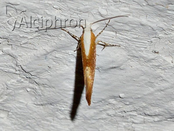 Argyresthia albistria