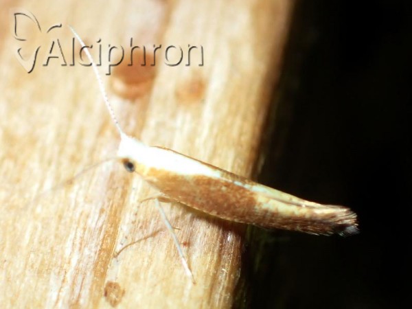 Argyresthia semitestacella