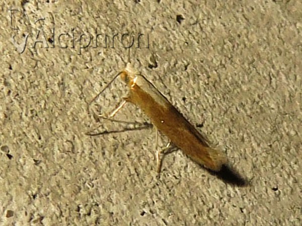 Argyresthia semitestacella