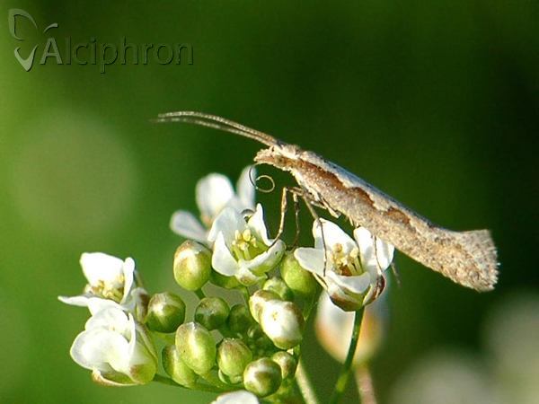 Plutella xylostella