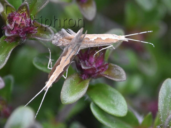 Plutella xylostella