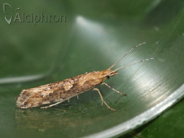 Plutella xylostella