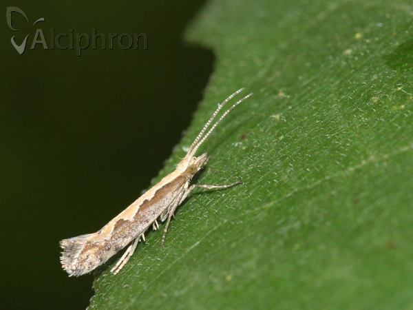 Plutella xylostella