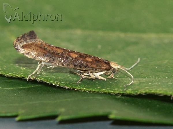 Plutella xylostella
